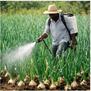 Engrais foliaires en RD Congo pour culture d’oignon